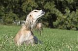 SALUKI 046